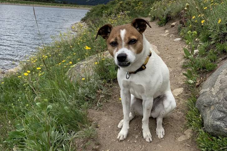 Un Parson Russell Terrier assis sur une berge et portant un collier autour du cou