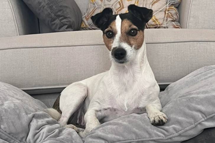 Un Parson Russell Terrier allongé et regardant vers la caméra 