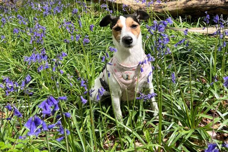 Un Parson Russell Terrier assis dans un jardin et portant un harnais