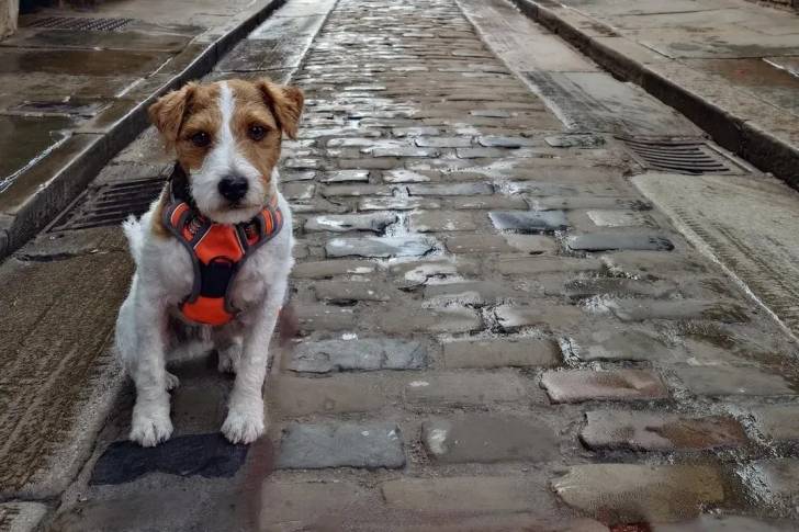 Un Parson Russell Terrier assis sur un sol pavé et portant un harnais