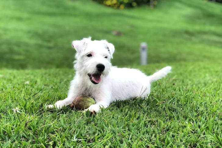 Un Parson Russell Terrier allongé sur une surface gazonnée et ayant la gueule ouverte 