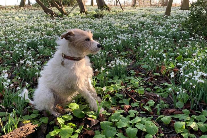 Un Parson Russell Terrier assis sur une surface herbacée et portant un collier autour du cou