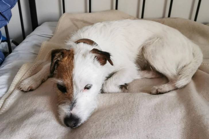 Un Parson Russell Terrier allongé sur un lit et portant un collier autour du cou