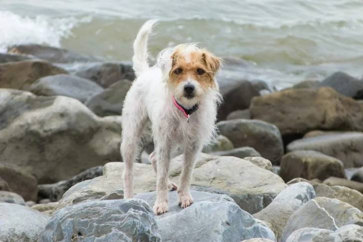 Un Parson Russell Terrier regardant vers la caméra et portant un collier autour du cou