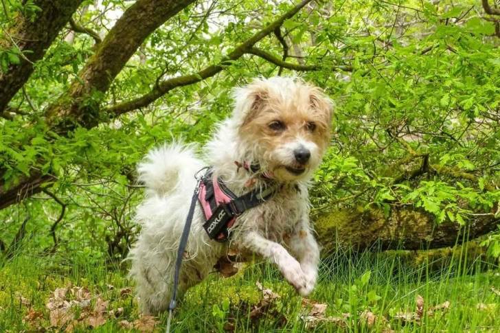 Un Parson Russell Terrier sur un terrain herbeux et qui est tenu en laisse 