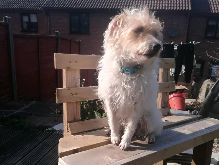 Un Parson Russell Terrier assis sur un banc en bois et portant un collier autour du cou