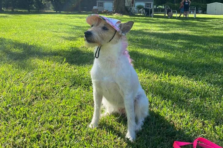Un Parson Russell Terrier assis sur une surface gazonnée et portant un petit chapeau sur la tête