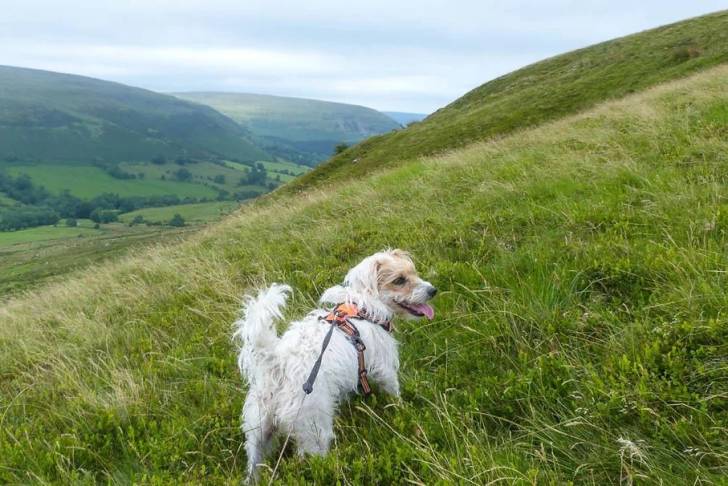 Un Parson Russell Terrier sur une surface herbacée et qui est tenu en laisse 