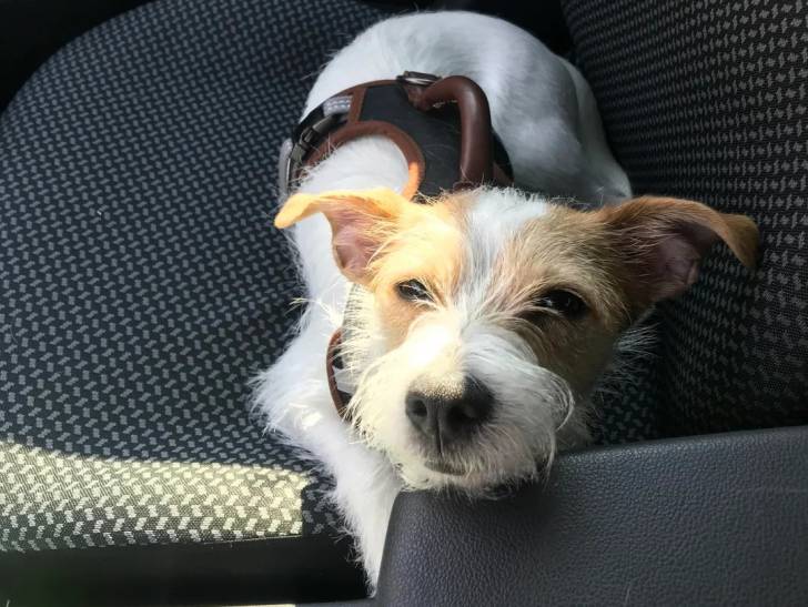 Un Parson Russell Terrier allongé sur le siège d'une voiture et portant un harnais 