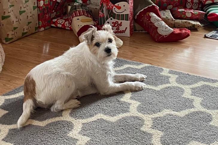 Un Parson Russell Terrier allongé sur un tapis et regardant vers la caméra 