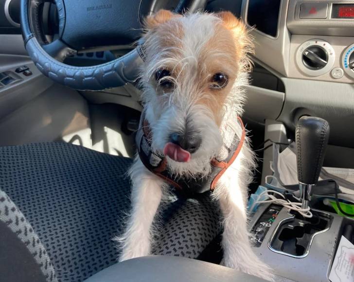 Un Parson Russell Terrier léchant son museau et portant un harnais 