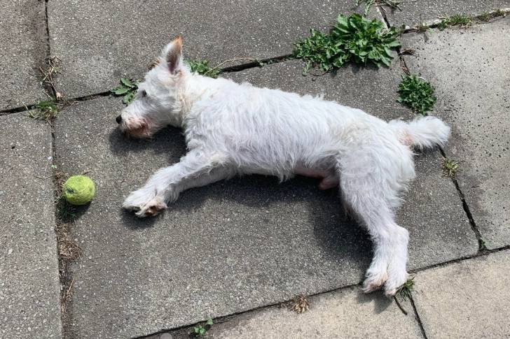 Un Parson Russell Terrier allongé sur une surface bétonnée et semblant détendu 