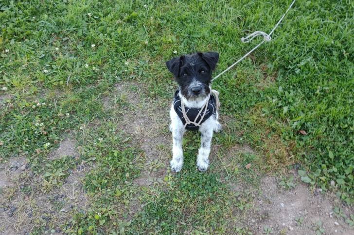 Un Parson Russell Terrier assis sur une surface herbacée et qui est tenu en laisse 