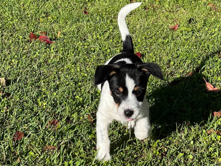 Un chiot Parson Russell Terrier sur une surface herbacée et regardant vers la caméra 