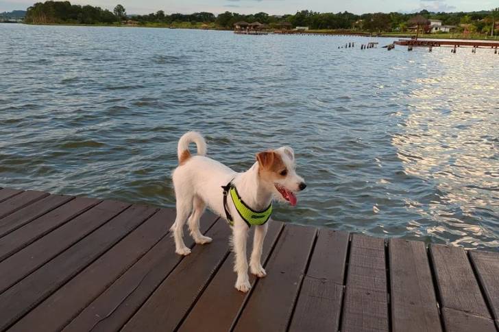 Un Parson Russell Terrier ayant la langue pendante et portant un harnais 