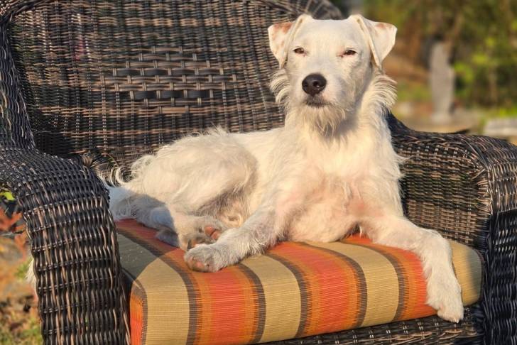 Un Parson Russell Terrier allongé sur un fauteuil et semblant détendu