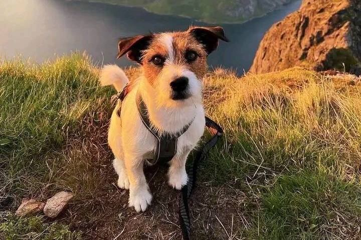 Un Parson Russell Terrier assis sur un terrain herbeux et qui est tenu en laisse 