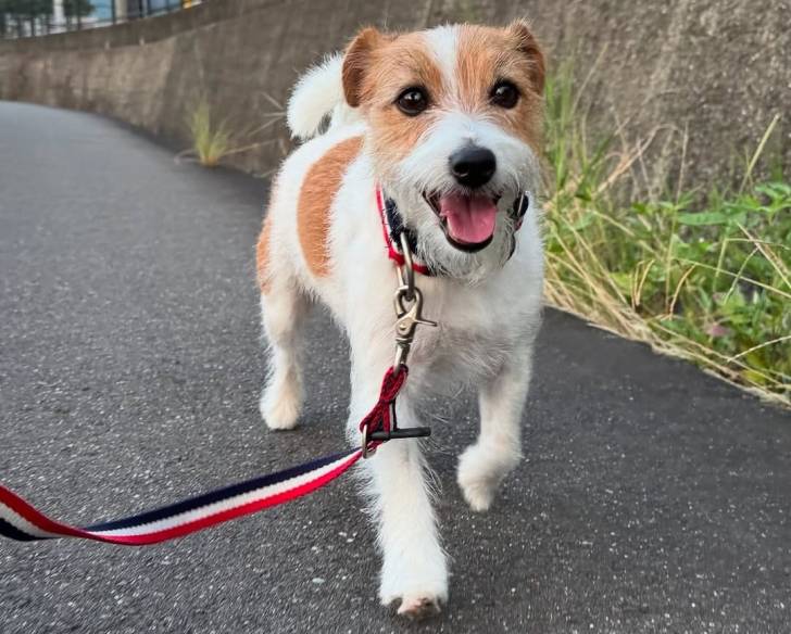 Photo Parson Russell Terrier