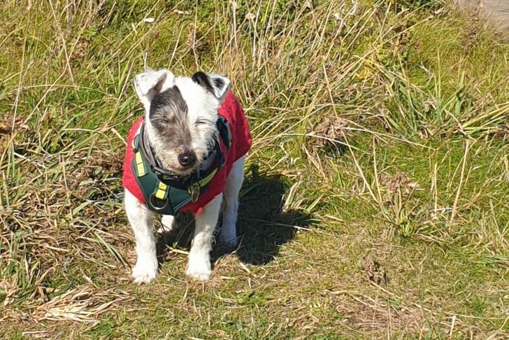 Un Parson Russell Terrier sur une surface herbacée et portant un harnais 