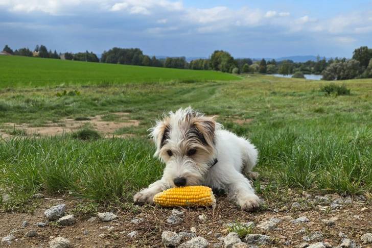 Un Parson Russell Terrier allongé sur un terrain herbeux et qui est en train de mordiller un épi de maïs
