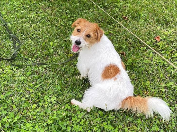 Photo Parson Russell Terrier