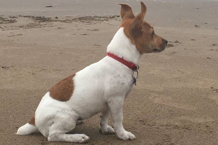 Un Parson Russell Terrier assis sur une surface sableuse et portant un collier autour du cou