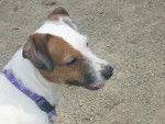 bubulle - Parson Russell Terrier Femelle (1 an)