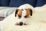 Photo Parson Russell Terrier