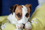 Photo Parson Russell Terrier