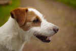 Photo Parson Russell Terrier