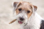 Photo Parson Russell Terrier