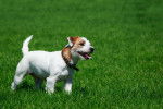 Photo Parson Russell Terrier