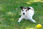 Photo Parson Russell Terrier