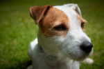 Photo Parson Russell Terrier
