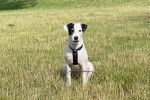 Un Parson Russell Terrier assis sur un terrain herbeux et portant un harnais 