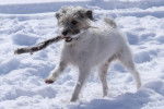 Un Parson Russell Terrier sur une surface enneigée et ayant un bâton dans sa gueule 