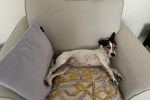 Un Parson Russell Terrier allongé dans un canapé 