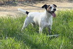 Un Parson Russell Terrier sur une surface herbacée et ayant la langue pendante 