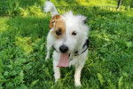 Un Parson Russell Terrier tirant la langue et portant un harnais 