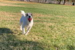Un Parson Russell Terrier courant sur une surface gazonnée et ayant une balle dans sa gueule 