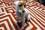 Un Parson Russell Terrier assis sur une moquette et portant un collier autour du cou et portant un collier autour du cou