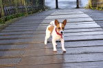 Un Parson Russell Terrier sur un pont et portant un collier autour du cou