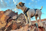 Un Parson Russell Terrier sur un rocher et qui est tenu en laisse 