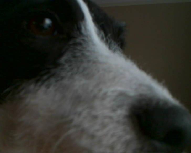 Candy Zeva - Parson Russell Terrier Femelle (4 ans)