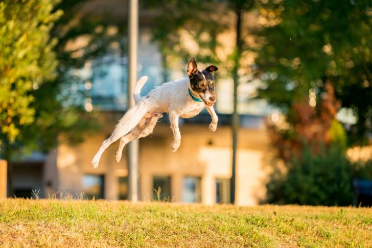 Photo Parson Russell Terrier