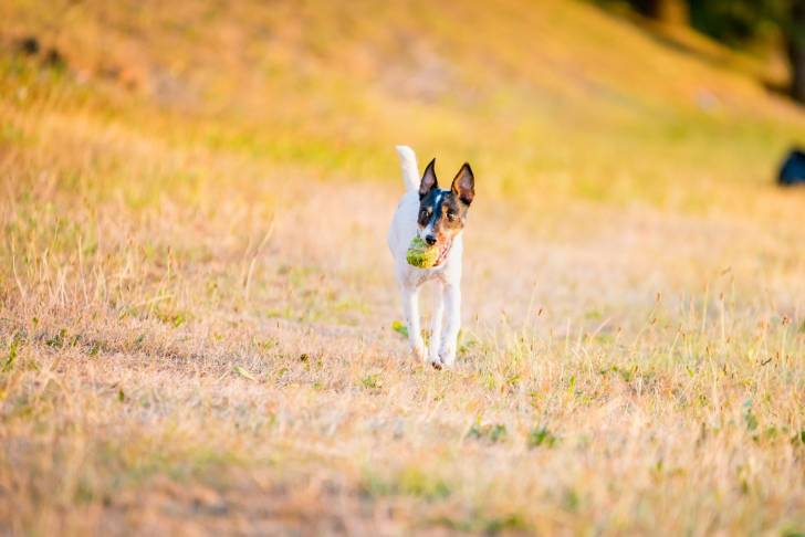 Photo Parson Russell Terrier