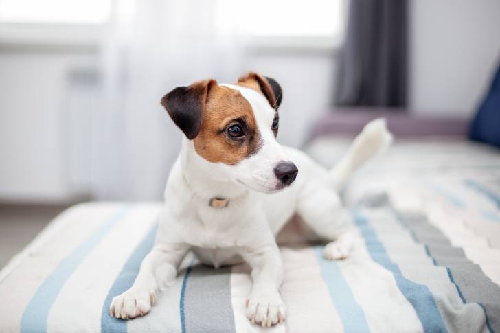 Photo Parson Russell Terrier
