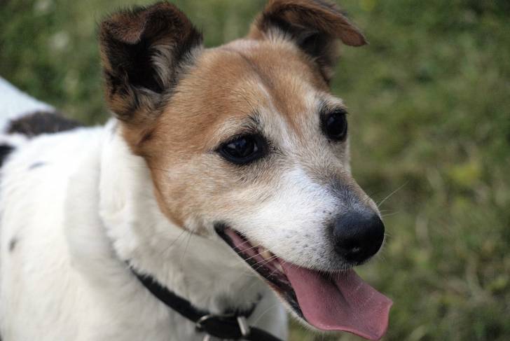 Photo Parson Russell Terrier