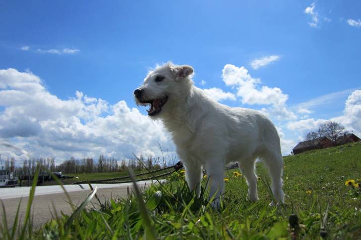 Photo Parson Russell Terrier