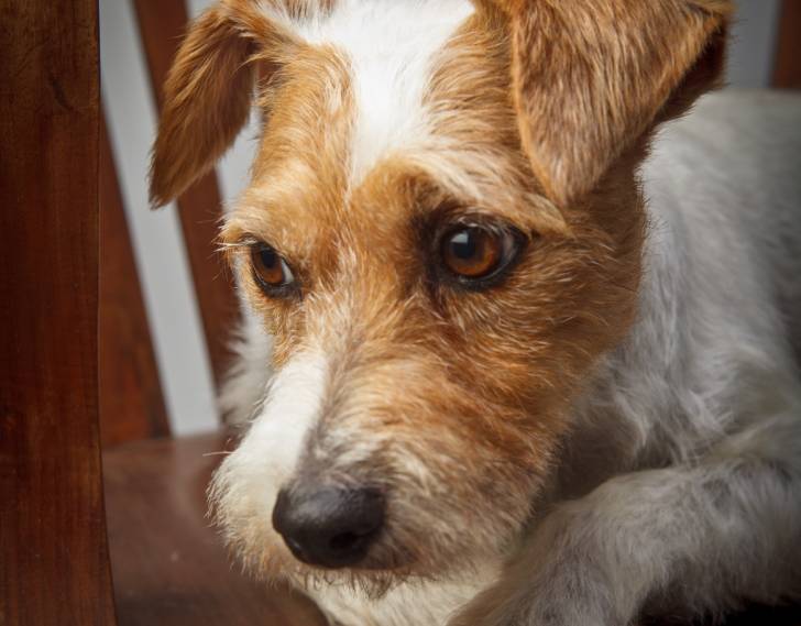 Photo Parson Russell Terrier